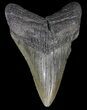 Bargain, Fossil Megalodon Tooth #63946-1